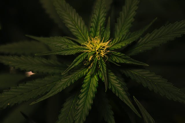 Cannabis et Sexualité : Améliorer l'Intimité Naturellement