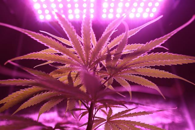 Impact Environnemental de la Culture du Cannabis: Une Analyse des Dangers environnementaux